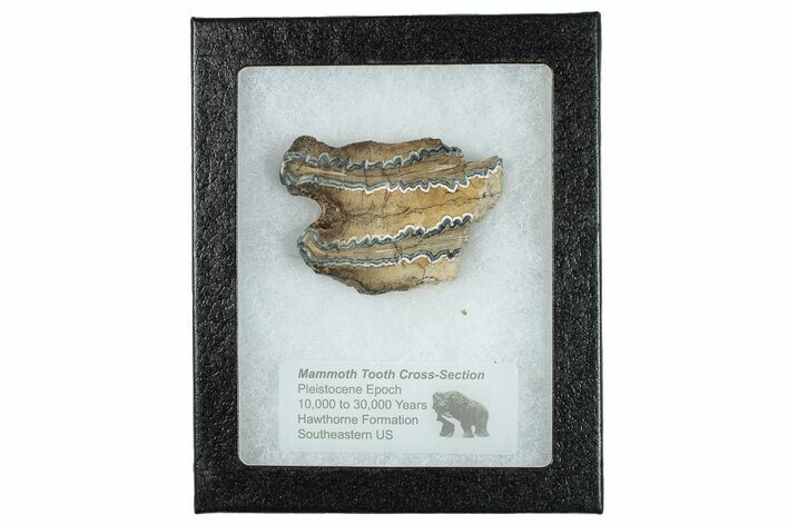 Mammoth Molar Slice With Case - South Carolina #291223